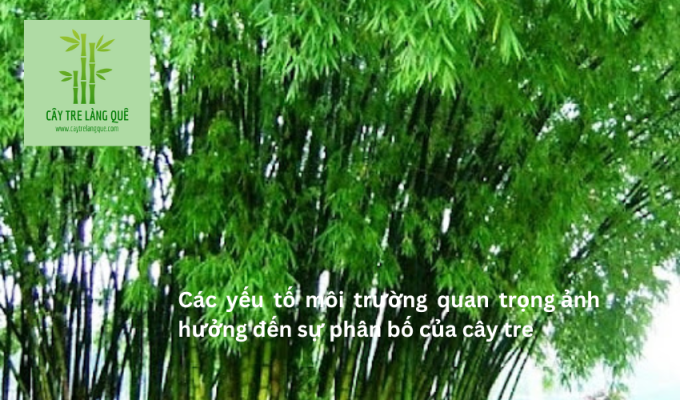 Các yếu tố môi trường quan trọng ảnh hưởng đến sự phân bố của cây tre