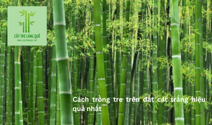 Cách trồng tre trên đất cát trắng hiệu quả nhất