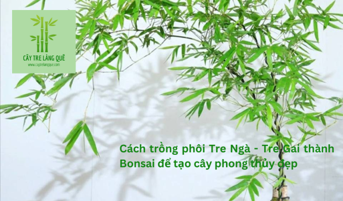 Cách trồng phôi Tre Ngà – Tre Gai thành Bonsai để tạo cây phong thủy đẹp