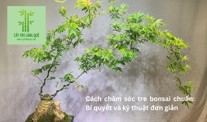 Cách chăm sóc tre bonsai chuẩn: Bí quyết và kỹ thuật đơn giản