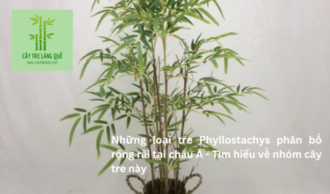 Những loại tre Phyllostachys phân bố rộng rãi tại châu Á – Tìm hiểu về nhóm cây tre này