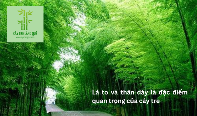 Lá to và thân dày là đặc điểm quan trọng của cây tre