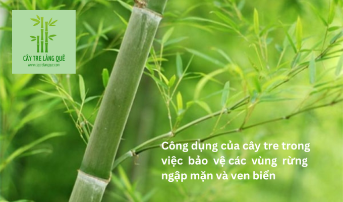 Công dụng của cây tre trong việc bảo vệ các vùng rừng ngập mặn và ven biển