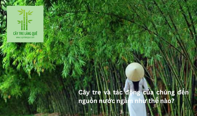 Cây tre và tác động của chúng đến nguồn nước ngầm như thế nào?