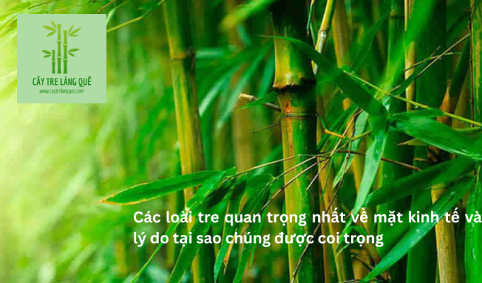 Các loài tre quan trọng nhất về mặt kinh tế và lý do tại sao chúng được coi trọng