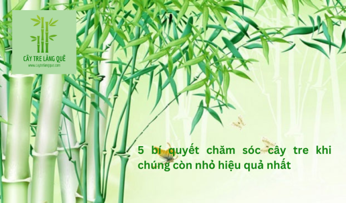 5 bí quyết chăm sóc cây tre khi chúng còn nhỏ hiệu quả nhất