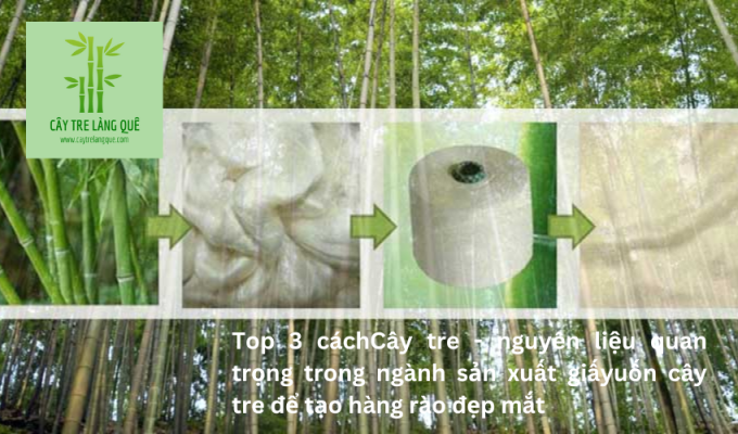 Cây tre – nguyên liệu quan trọng trong ngành sản xuất giấy