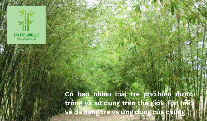 Có bao nhiêu loài tre phổ biến được trồng và sử dụng trên thế giới: Tìm hiểu về đa dạng tre và ứng dụng của chúng