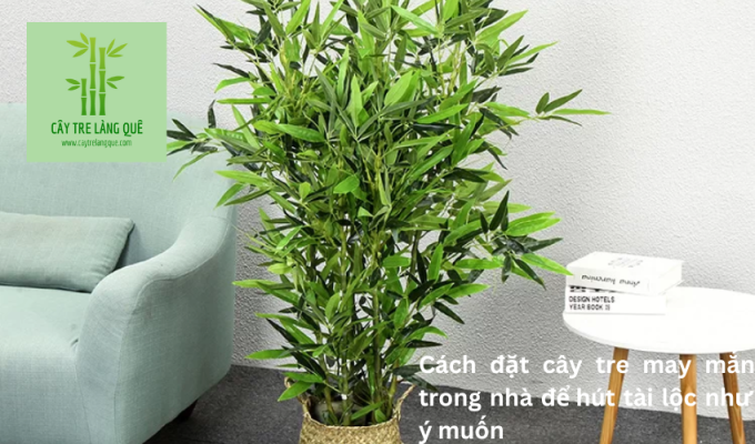 Cách đặt cây tre may mắn trong nhà để hút tài lộc như ý muốn