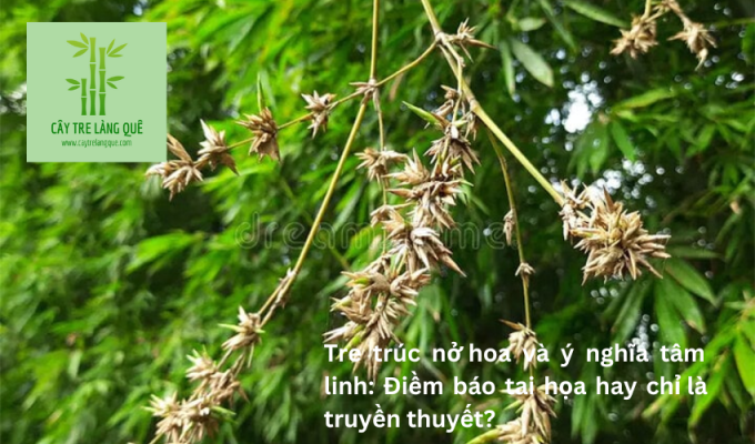 Tre trúc nở hoa và ý nghĩa tâm linh: Điềm báo tai họa hay chỉ là truyền thuyết?