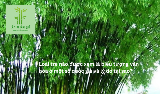 Loài tre nào được xem là biểu tượng văn hóa ở một số quốc gia và lý do tại sao?