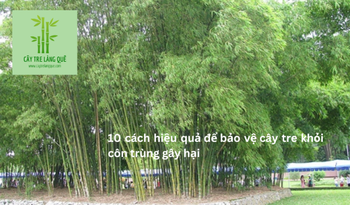 10 cách hiệu quả để bảo vệ cây tre khỏi côn trùng gây hại