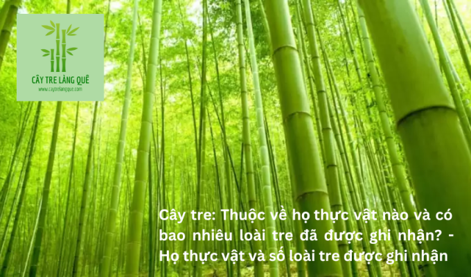 Cây tre: Thuộc về họ thực vật nào và có bao nhiêu loài tre đã được ghi nhận? – Họ thực vật và số loài tre được ghi nhận