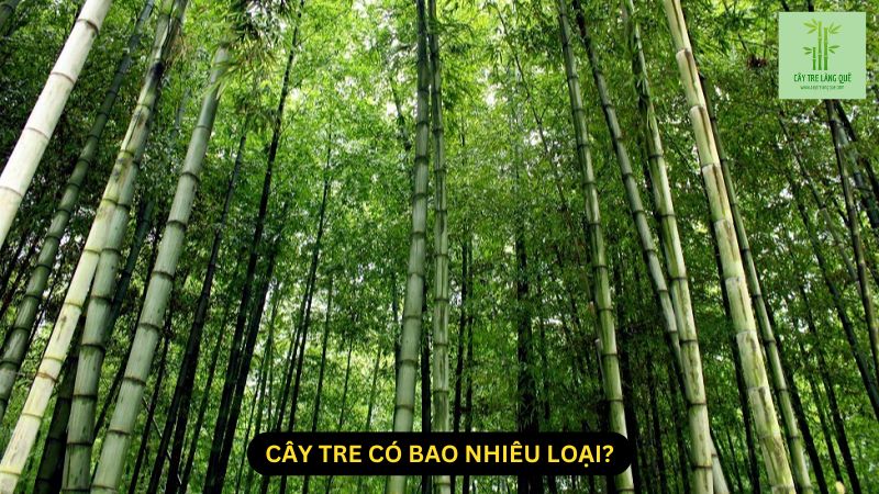 Cây Tre Có Bao Nhiêu Loại? Tìm Hiểu Về Các Loại Tre Phổ Biến